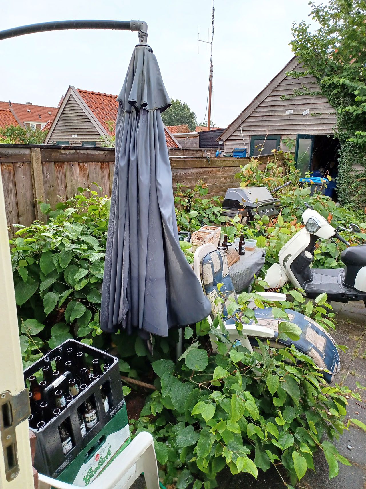 Japanse duizendknoop hypotheek  - in achtertuin