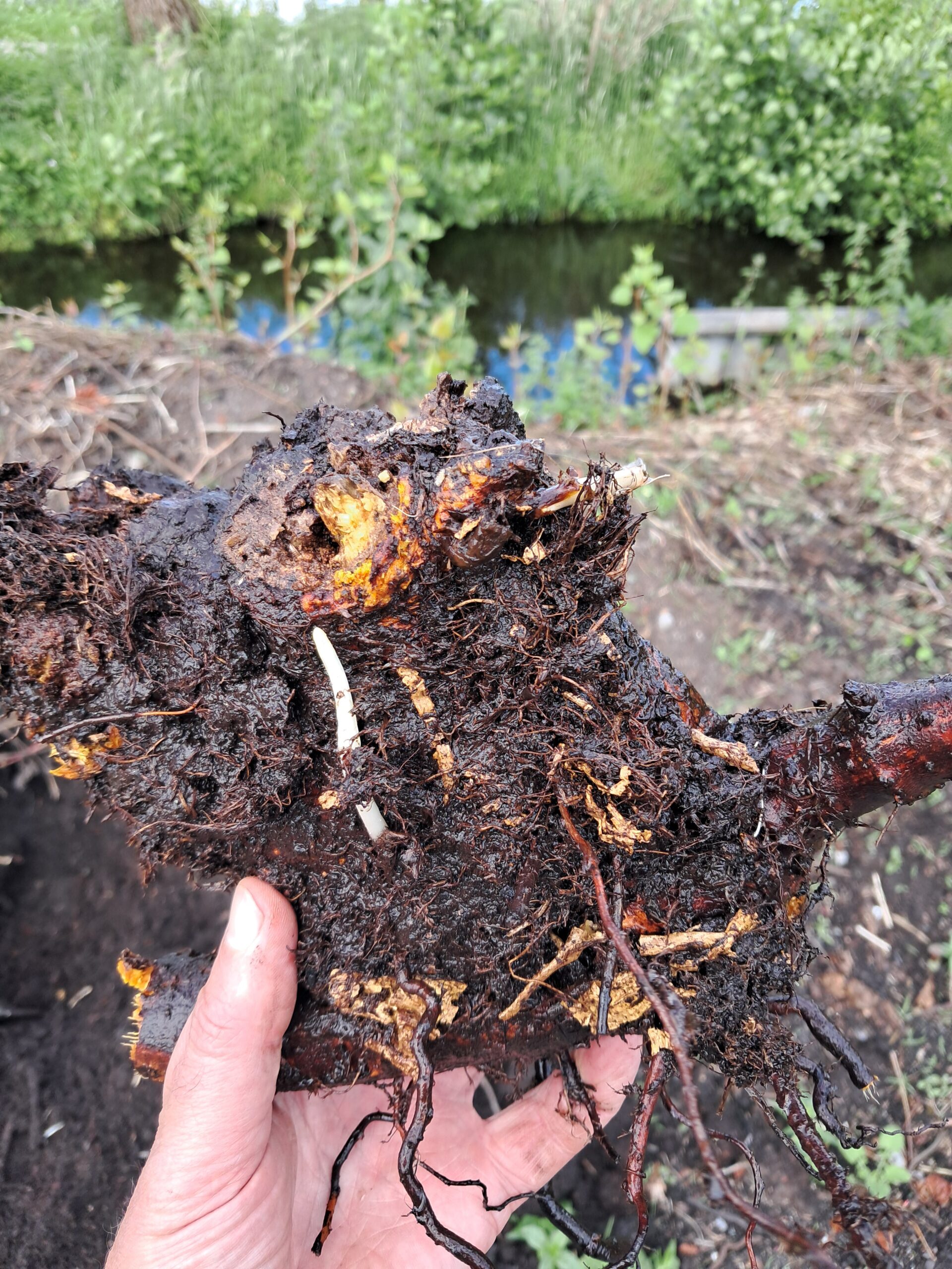 Japanse Duizendknoop 4