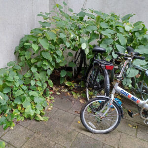 Workshop op locatie: Herkennen van Japanse duizendknoop