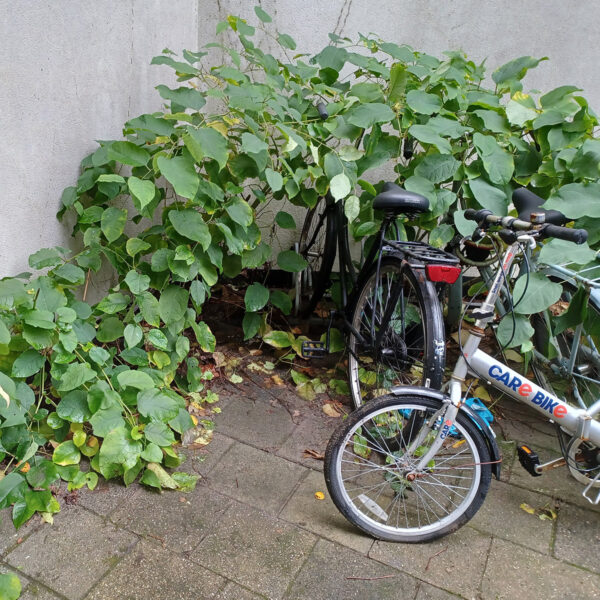 Workshop op locatie: Herkennen van Japanse duizendknoop