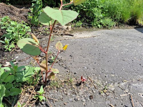 Japanse Duizendknoop