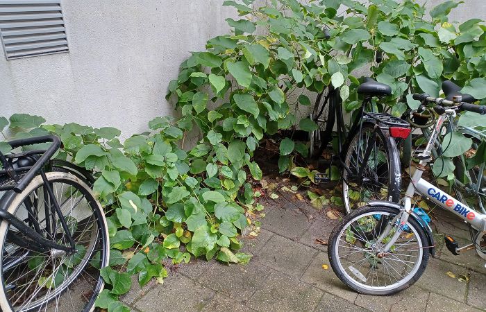 Japanse duizendknoop in achtertuin