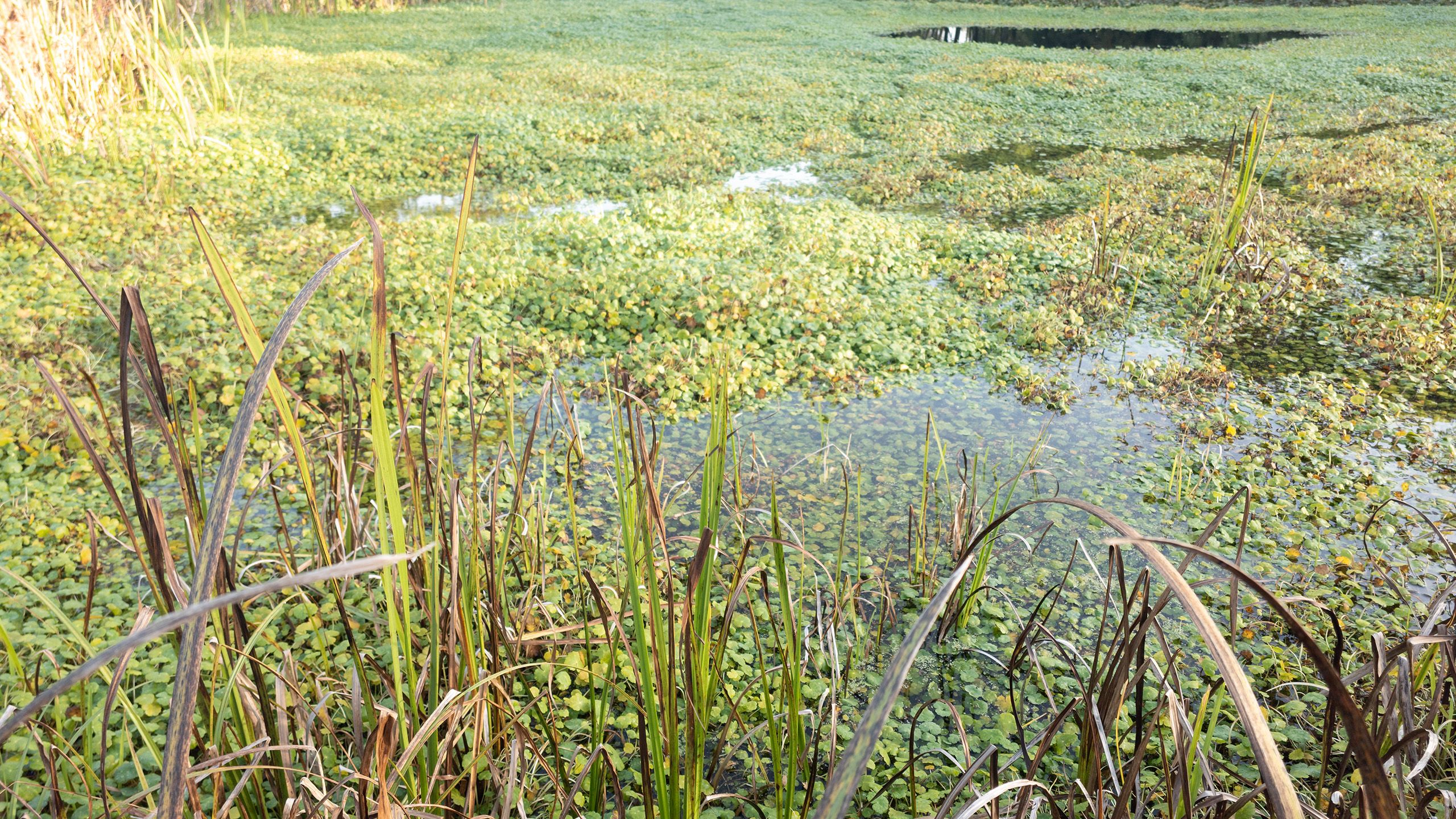 Grote waternavel verstikking dreevers