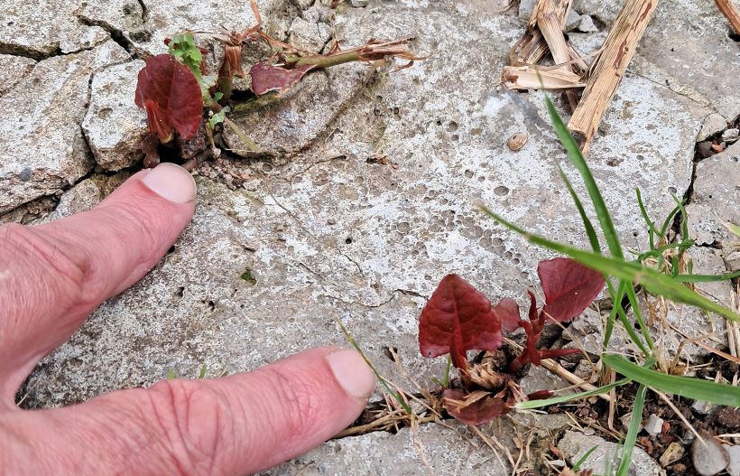 Schade door Japanse duizendknoop