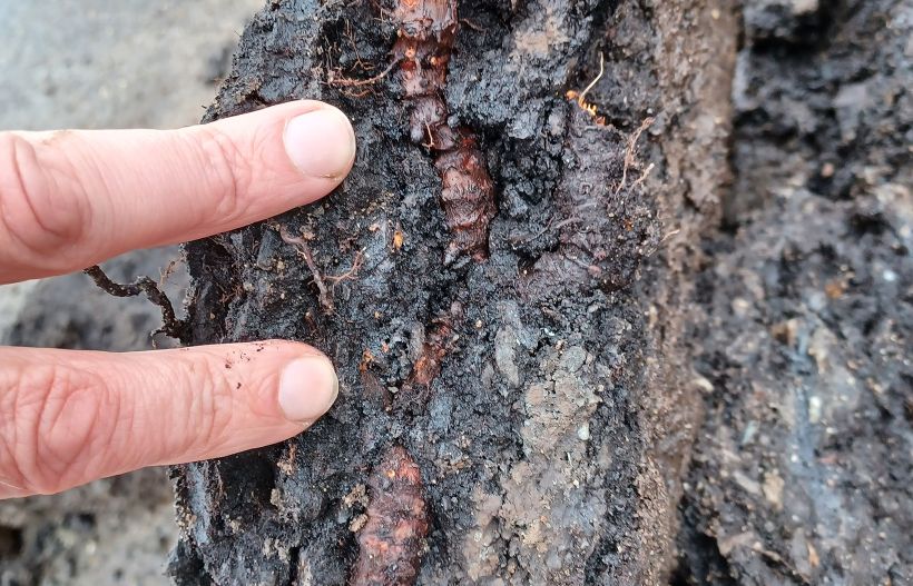 Schade door Japanse duizendknoop