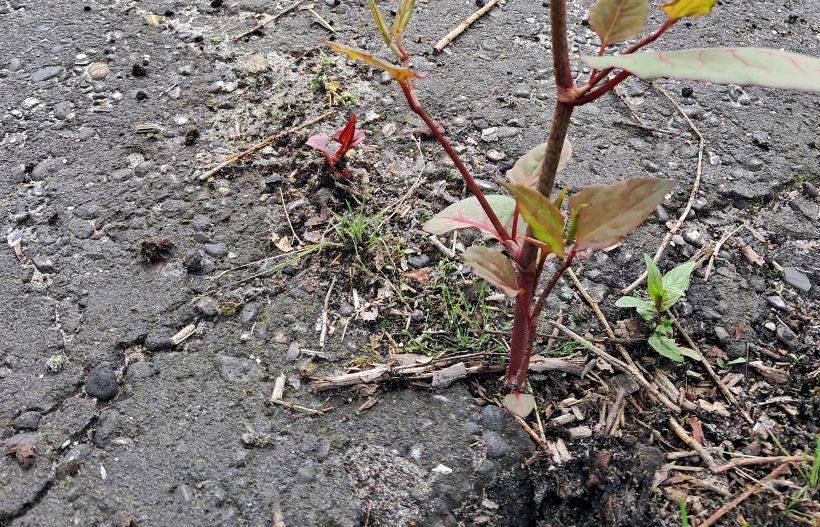 Schade door Japanse duizendknoop