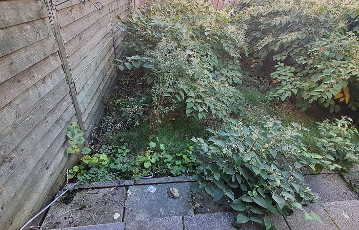 Japanse duizendknoop in achtertuin