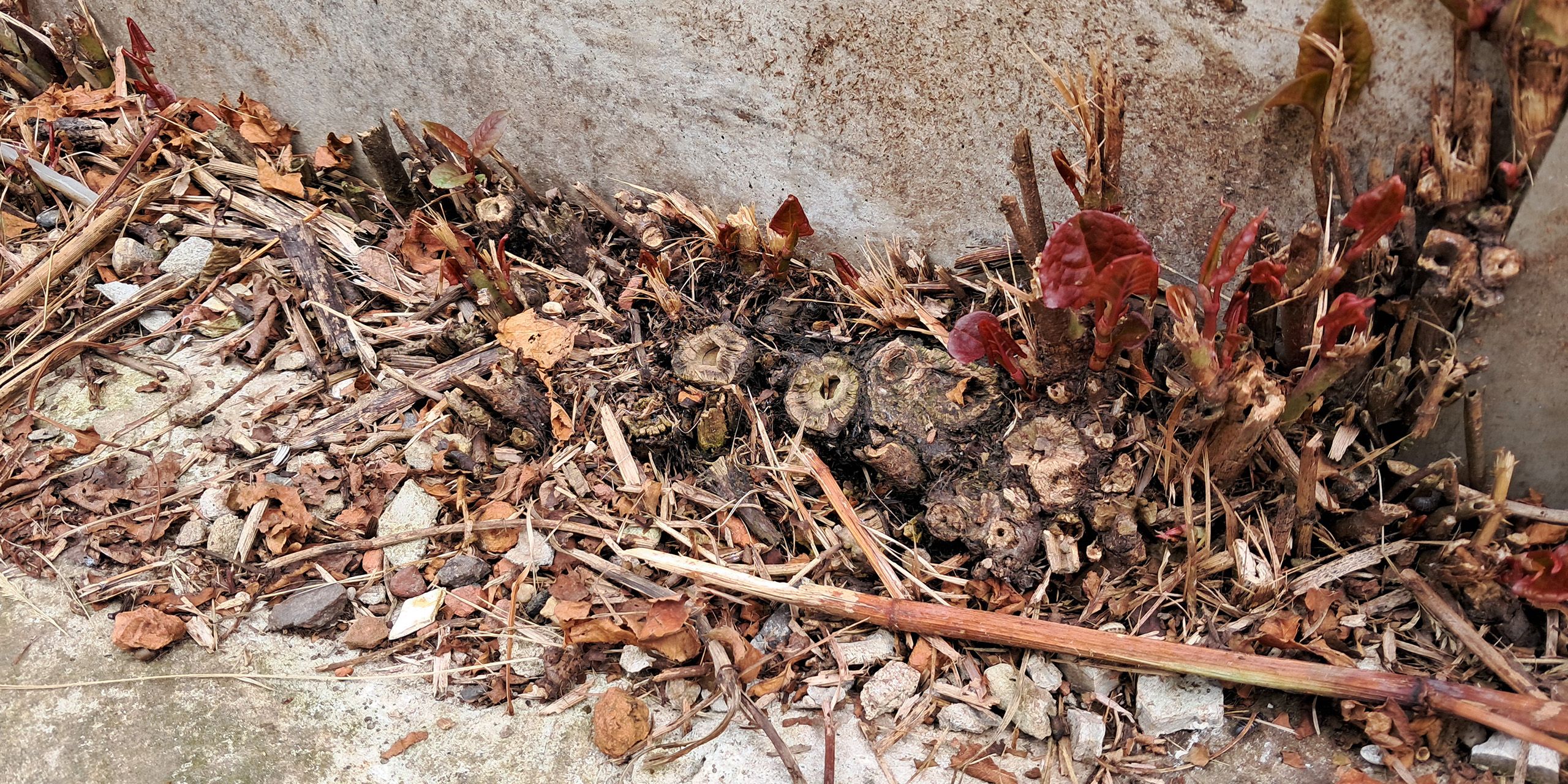 Schade door Japanse duizendknoop Dreevers
